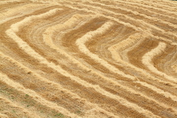 cereal newly harvested fields