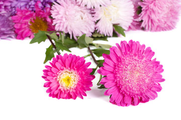 colorful asters isolated on white background