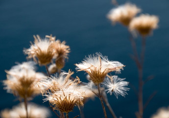 Dry plant