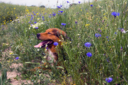 Sam im Kornblumenfeld