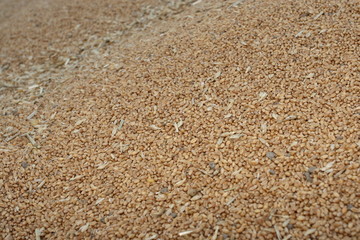 Fototapeta na wymiar Wheat grain