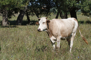 Fototapeta na wymiar Young cow in the meadow on the background of trees