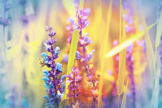 Fototapeta Purple flowers in a meadow