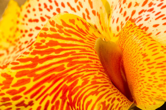 Fototapeta Yellow Flower