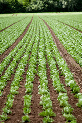 Fototapeta na wymiar frischer grüner neuer salat auf dem feld landwirtschaft