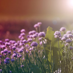 field with flowers