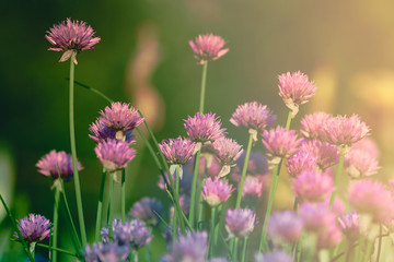 beautiful wild flowers