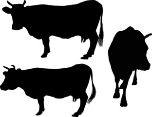 three cows silhouettes isolated on white