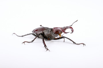 Beetle deer on a white background (male)