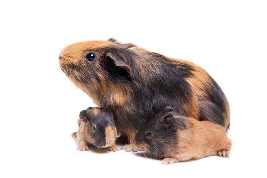 Mother Guinea Pig And Her Two Babies Against White Background