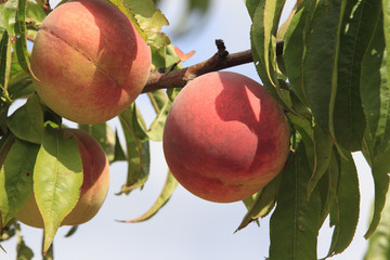 Horticulture - Pêches jaunes