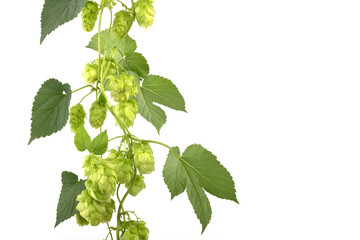 hop cones isolated