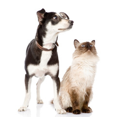 Dog and cat looking up. focused on the cat. isolated on white ba