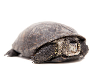 Obraz premium The European pond terrapin isolated on white (Emys orbicularis)