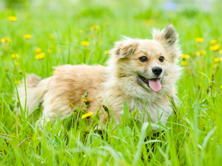mixed breed dog in flower field of yellow dandelions