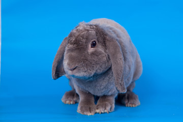 Grey lop-eared rabbit rex breed on the blue background