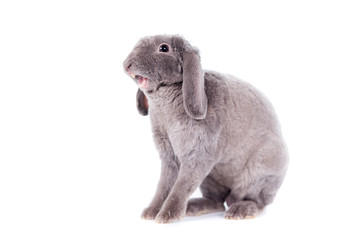 Grey lop-eared rabbit rex breed isolated on white