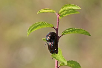 Paarung des Regenbogen-Blattkäfers (Chrysolina cerealis)