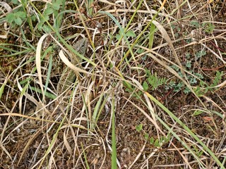 Männliche Zauneidechse (Lacerta agilis)