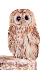 Tawny or Brown Owl (Strix aluco) isolated on the white