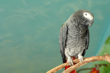 Obraz premium Kongo Graupapagei (Psittacus erithacus)