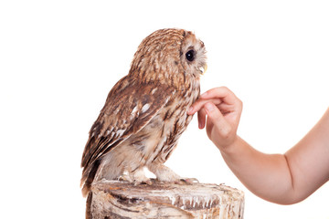 Tawny or Brown Owl (Strix aluco) isolated on the white