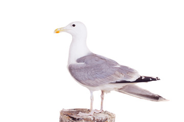European Herring Gull, (Larus argentatus), 2 years old