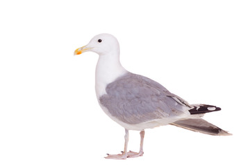 Naklejka premium European Herring Gull, (Larus argentatus), 2 years old
