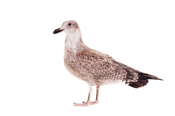 European Herring Gull, (Larus argentatus), 4 month