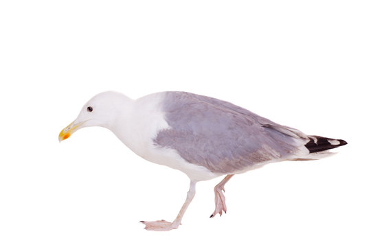 European Herring Gull, (Larus argentatus), 2 years old