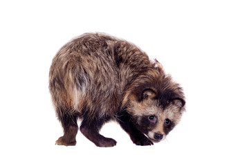 Raccoon Dog (Nyctereutes procyonoides) isolated on the white