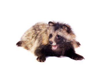 Raccoon Dog (Nyctereutes procyonoides) isolated on the white