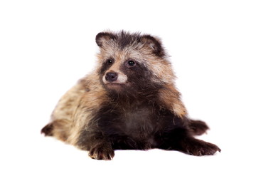 Obraz premium Raccoon Dog (Nyctereutes procyonoides) na białym tle
