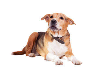 Mixed breed dog, half russian hound, half Pit bull