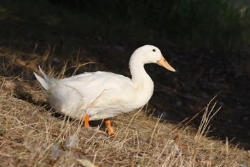White duck down to the water