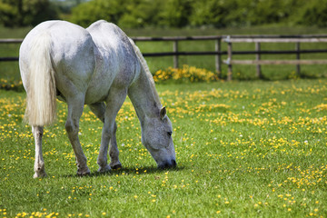 Obraz premium Grey horse in flower meadow