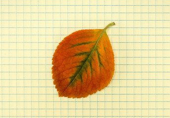 Autumn leaf on a school notebook