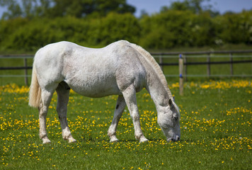 Obraz premium Grey horse in flower meadow