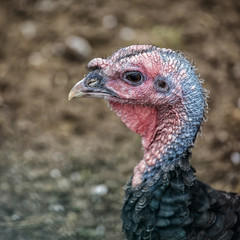 Barnyard Turkey