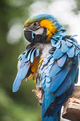 Blue parrot grooming feathers