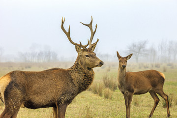 Fototapety  Deer and doe
