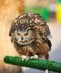 Eagle owl
