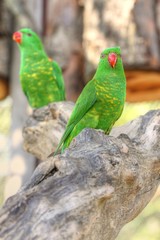 Scaly-breasted Lorikeet
