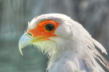 detalil photo of the bird's head - Secretary Bird