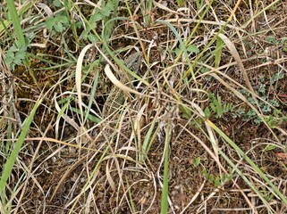 Männliche Zauneidechse (Lacerta agilis)