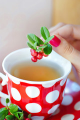 Cowberry (Vaccinium vitis-idaea) tea in woman hands