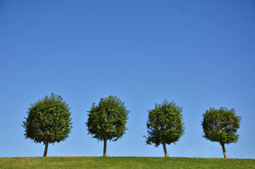 Obraz premium Four trees on the top of the hill