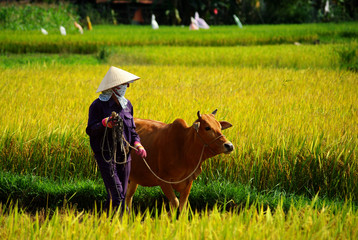 vietnamese farmer