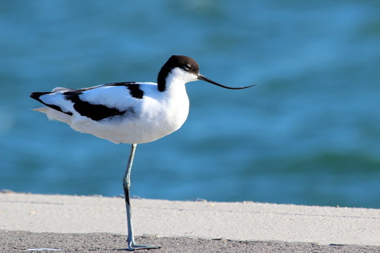 avocette &eacute;l&eacute;guante