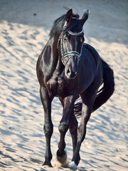 Walking beautiful black stallion in the desert © anakondasp